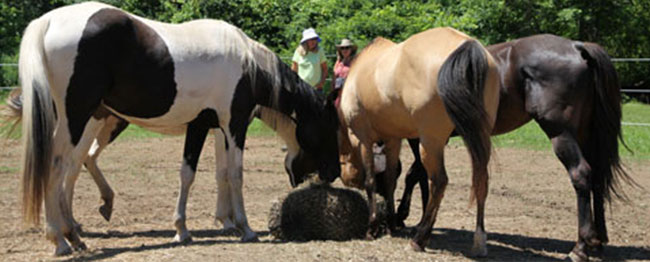 Creating-Pathway-Farms-Equine-Assisted-Learning-05